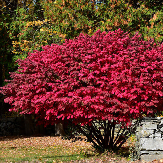 Spindle Tree Seeds