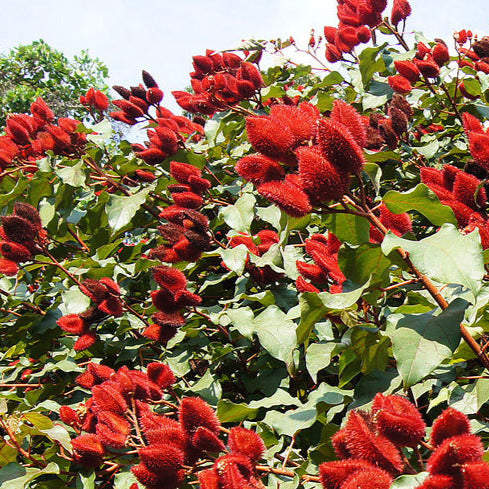 Achiote Lipstick Tree Seeds