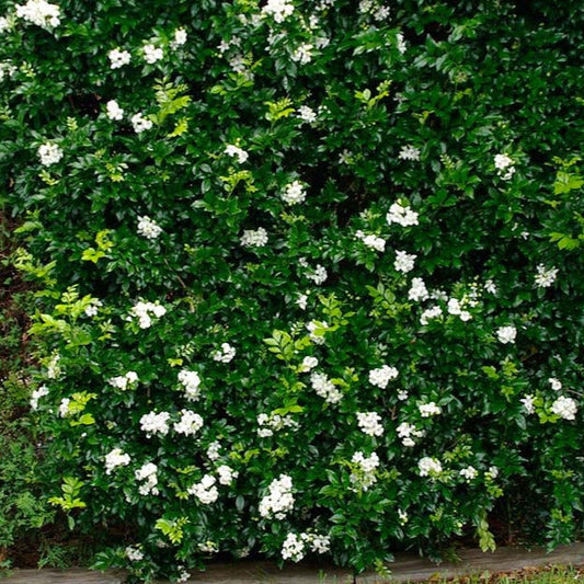 Lakeview Orange Jasmine Plant Seeds