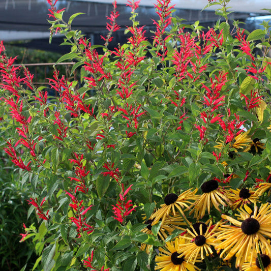 Pineapple Sage Plant Seeds