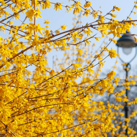 Weeping Forsythia Shrub Seeds