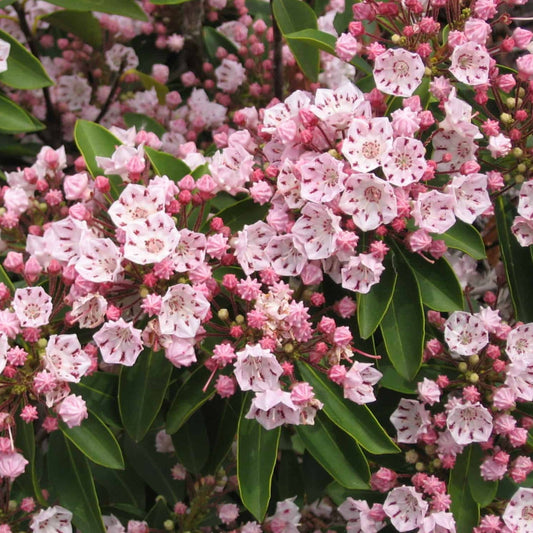 Mountain Laurel Flowering Shrub Seeds