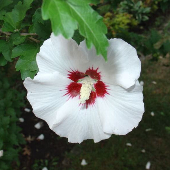 White Rose of Sharon Hibiscus Plant Seeds