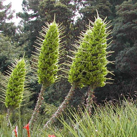 Chilean Puya Plant Seeds