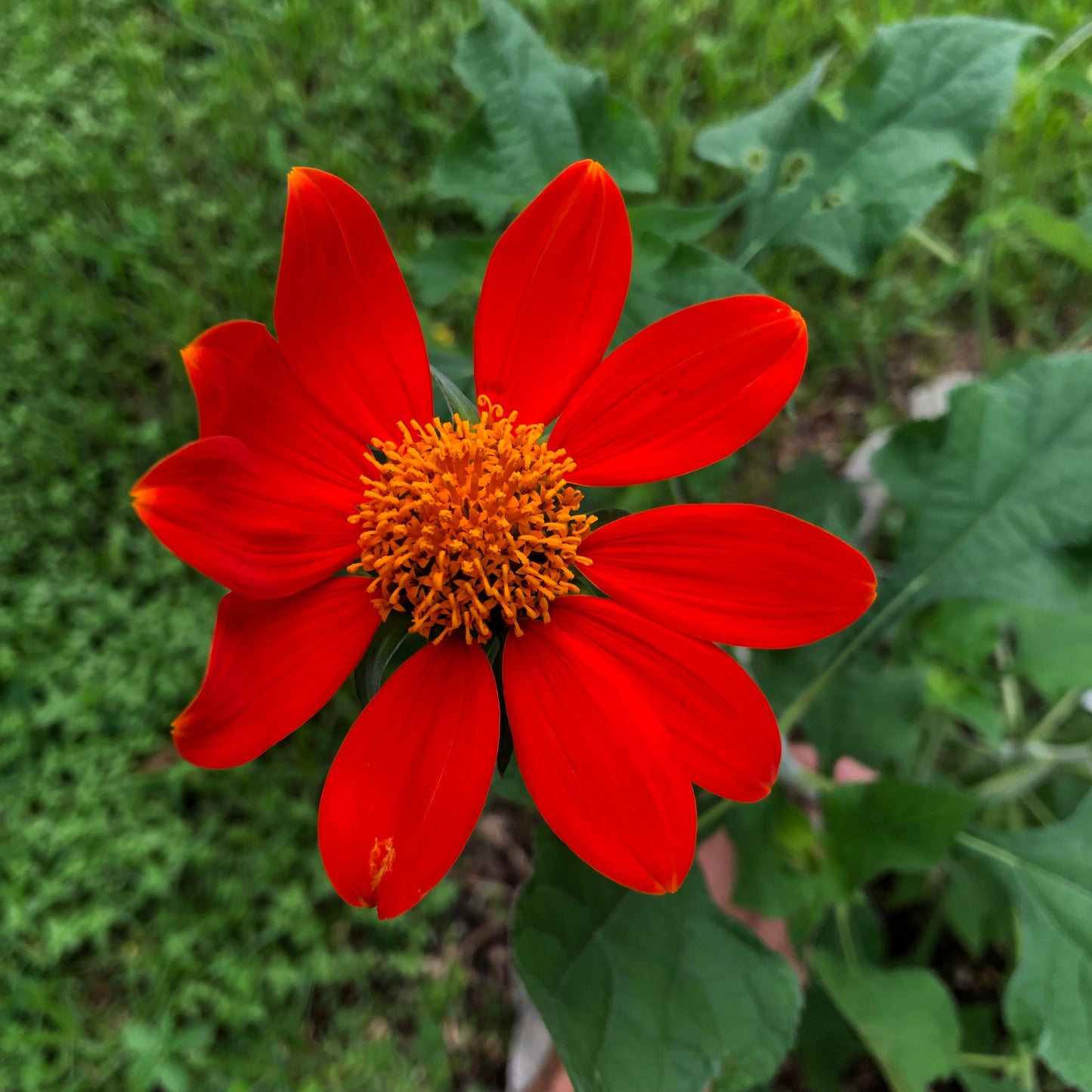 Tithonia Mexican Torch Sunflower Seeds
