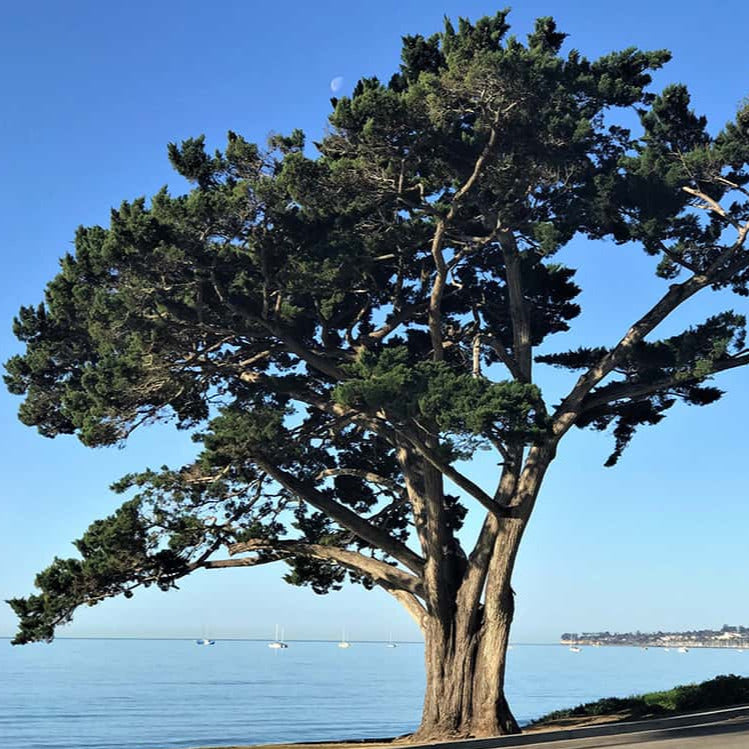 Monterey Cypress Tree Seeds