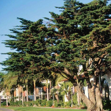 Monterey Cypress Tree Seeds