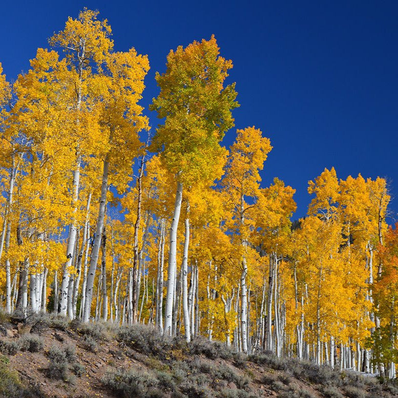 Golden Quaking Aspen Tree Seeds