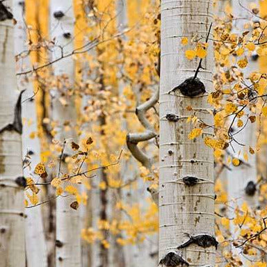 Golden Quaking Aspen Tree Seeds