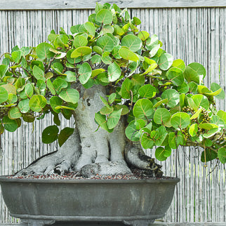 Sea Grape Tree Seeds
