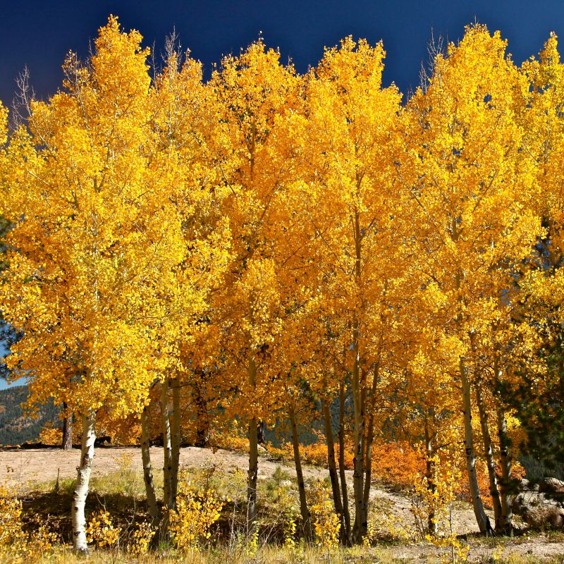 Golden Quaking Aspen Tree Seeds