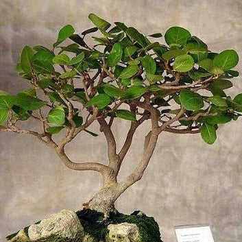 Sea Grape Tree Seeds