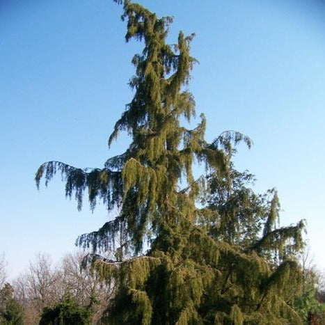 Weeping Spruce / Temple Juniper Tree Seeds