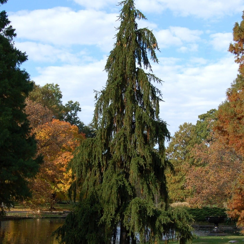 Weeping Spruce / Temple Juniper Tree Seeds