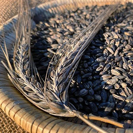 Black Hulless Barley Ornamental Grass Seeds