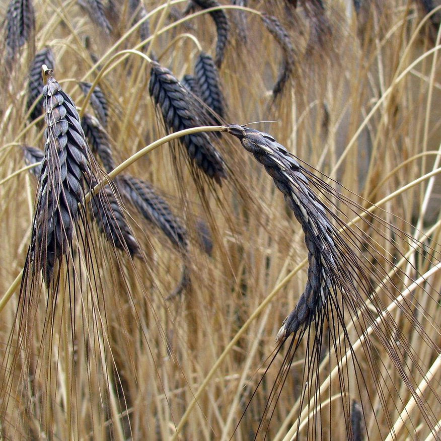 Black Hulless Barley Ornamental Grass Seeds