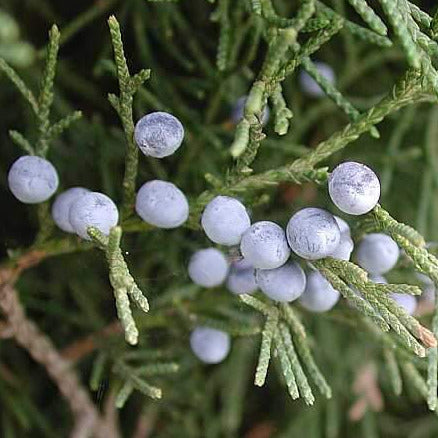 Eastern Red Cedar Tree Seeds