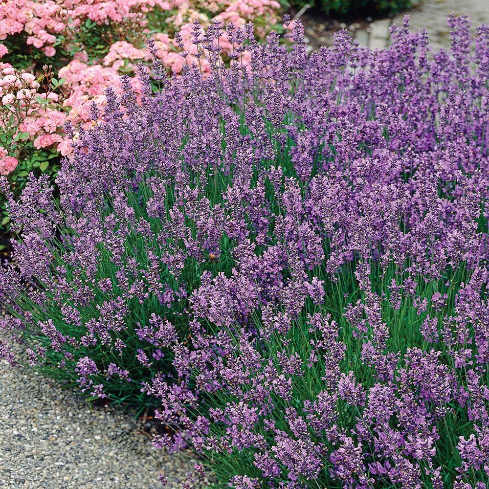 Munstead Lavender Ornamental Groundcover Plant Seeds
