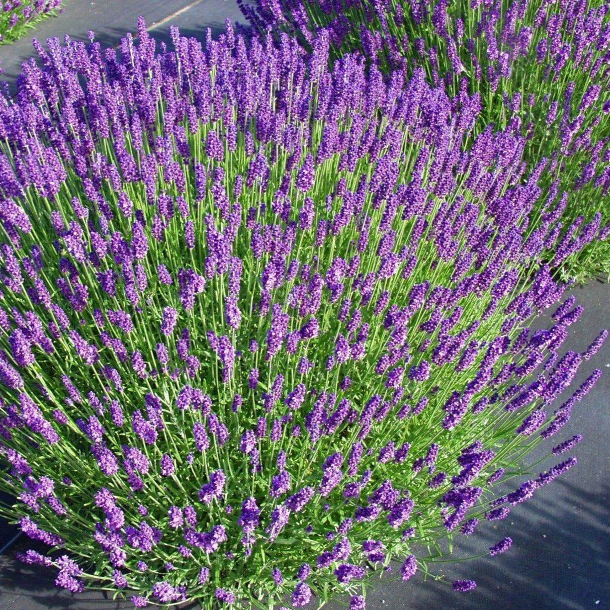 Munstead Lavender Ornamental Groundcover Plant Seeds