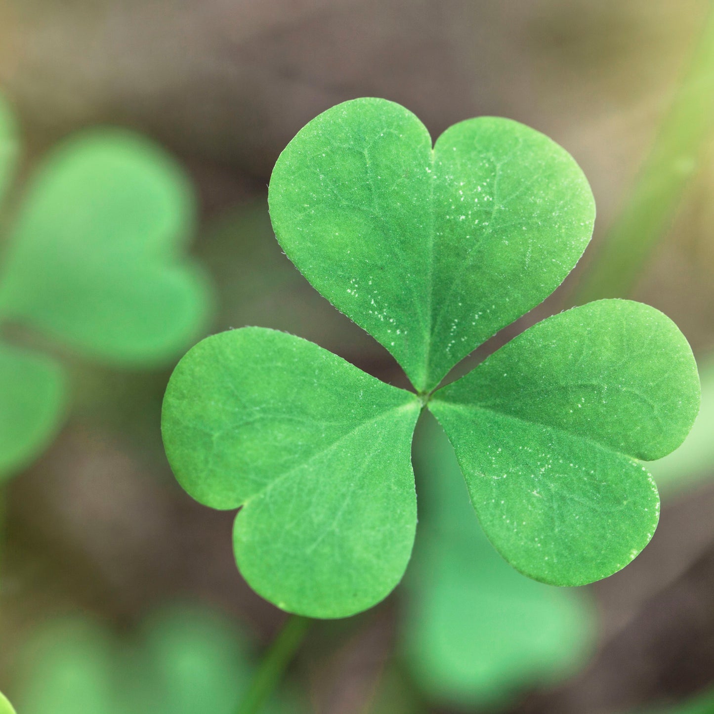Irish Shamrock Plant Seeds