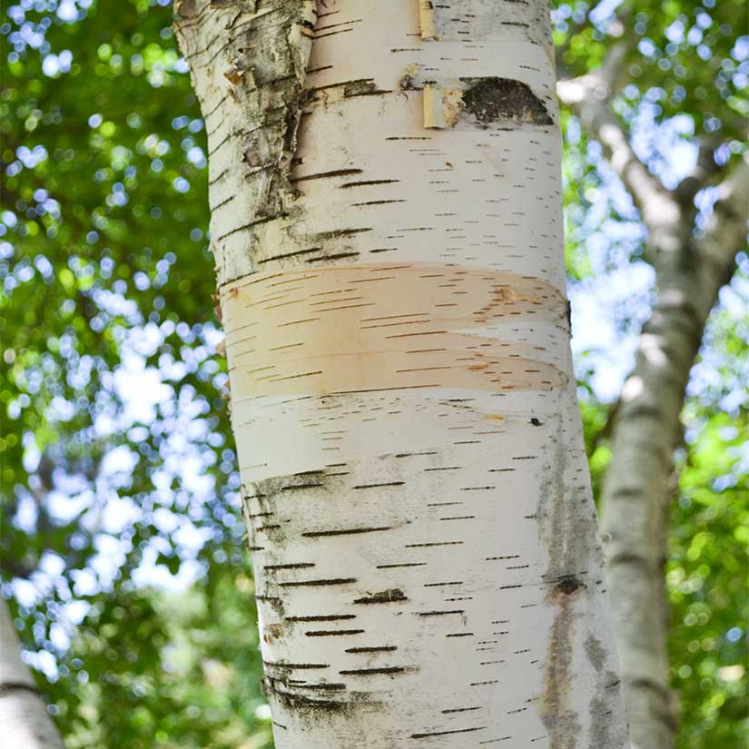 White Paper Birch Tree Seeds
