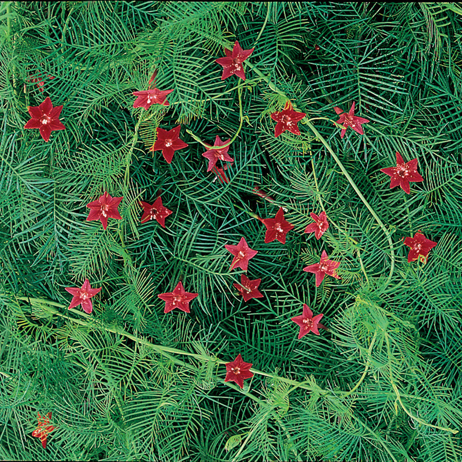 Cypress Vine Plant Seeds