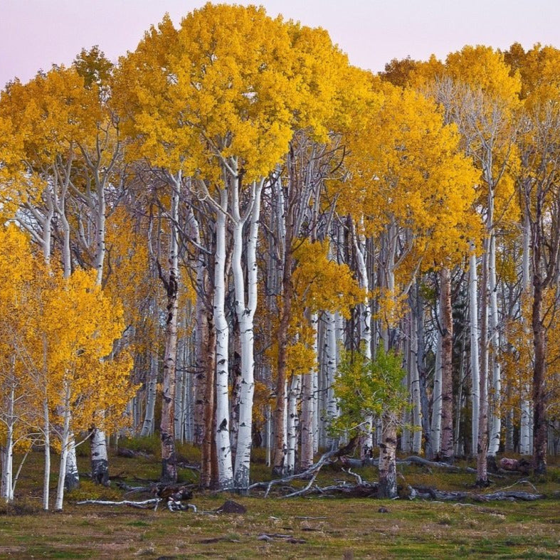 White Paper Birch Tree Seeds