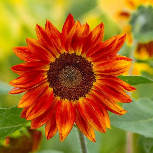 Evening Sun Sunflower Plant Seeds