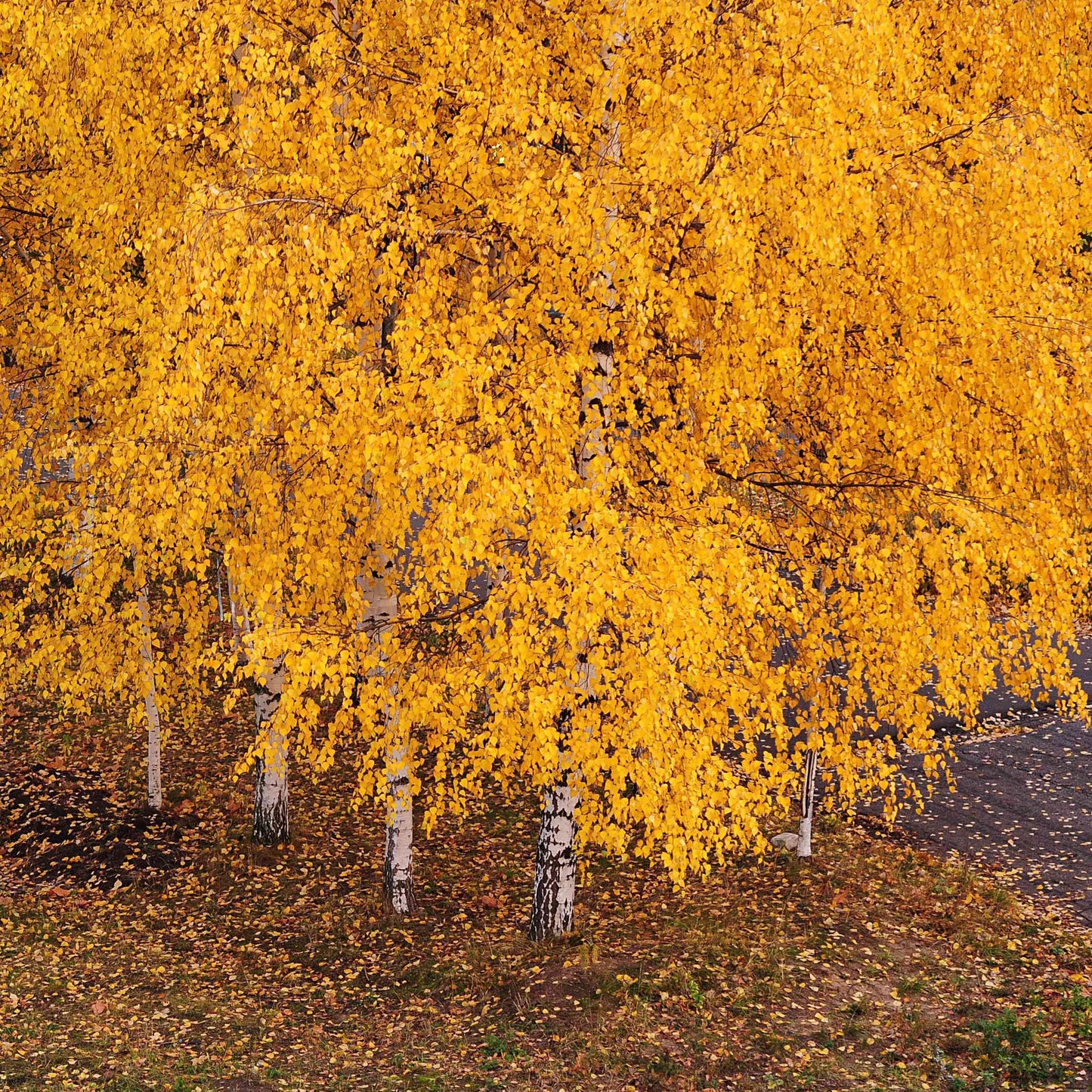 White Paper Birch Tree Seeds