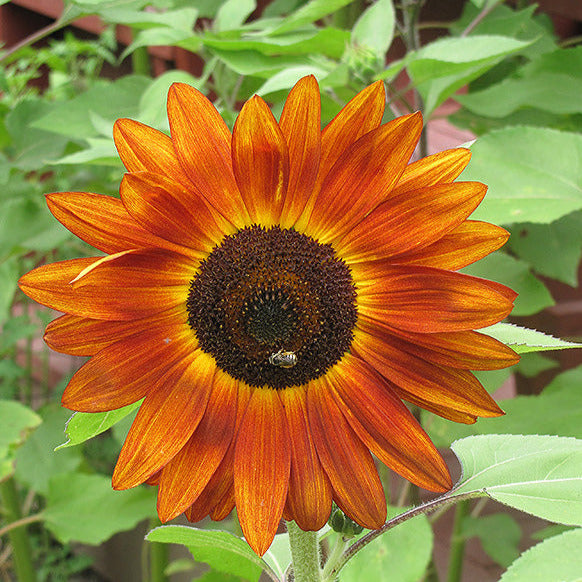 Evening Sun Sunflower Plant Seeds