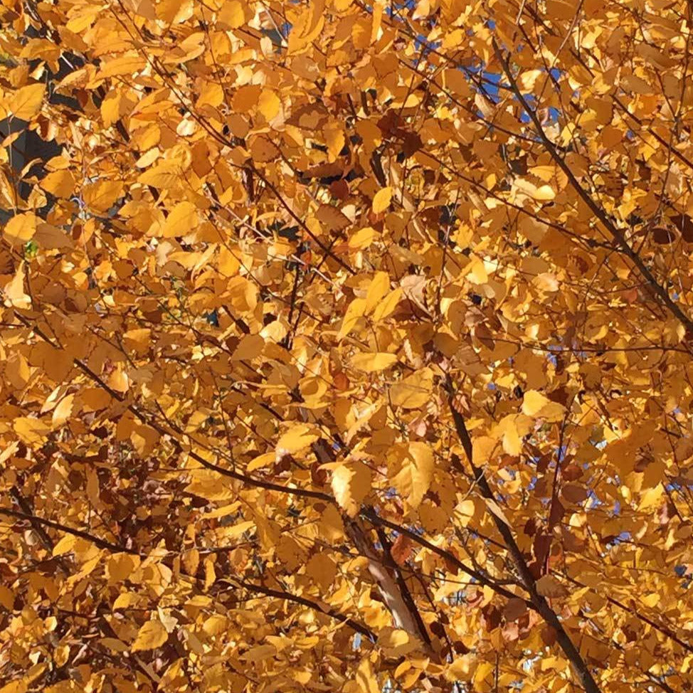 Yellow Birch Tree Seeds