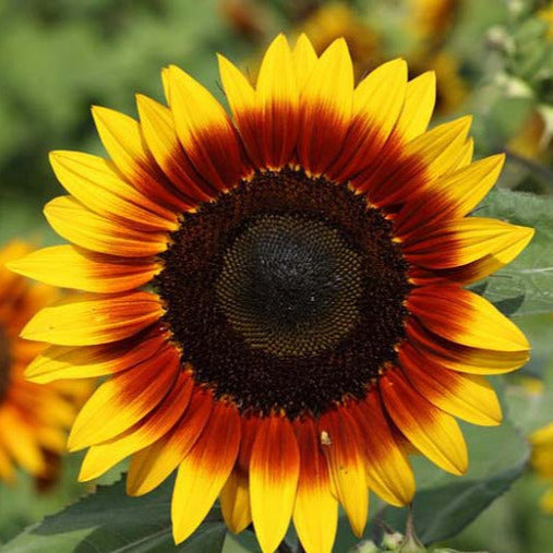 Ring of Fire Sunflower Plant Seeds