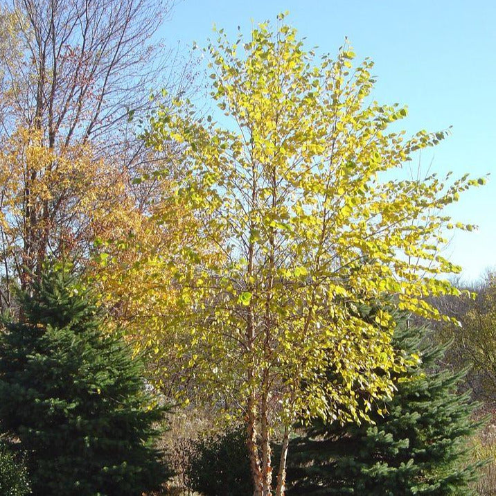 Yellow Birch Tree Seeds