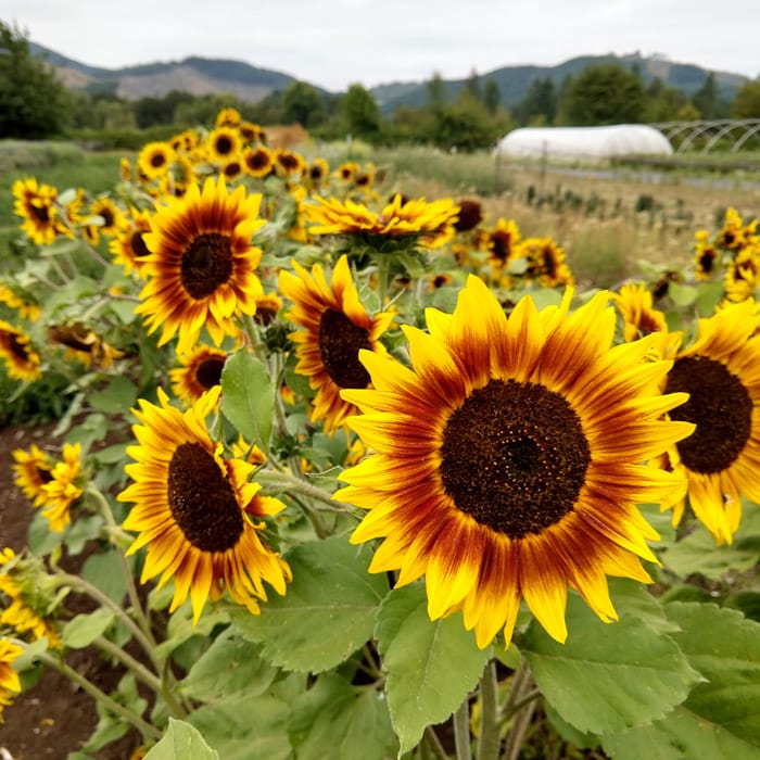 Ring of Fire Sunflower Plant Seeds