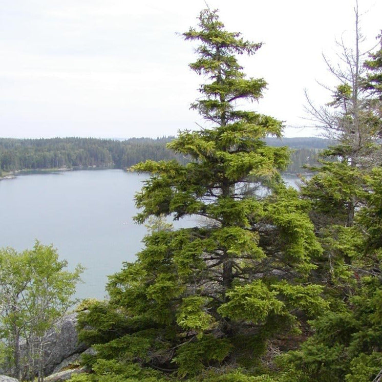 Red Spruce Tree Seeds