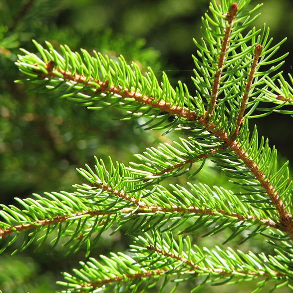 Red Spruce Tree Seeds