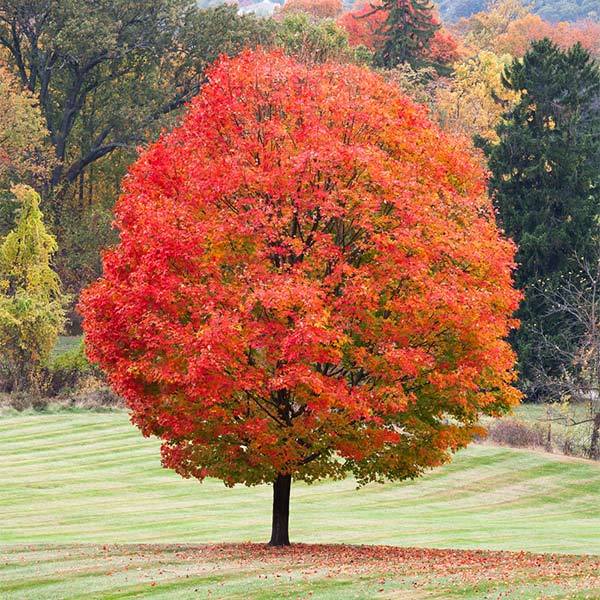 Sugar Maple Tree Seeds