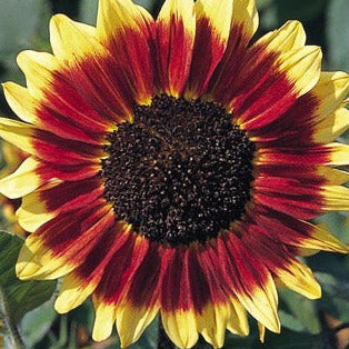 Florenza Sunflower Plant Seeds