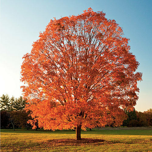 Sugar Maple Tree Seeds