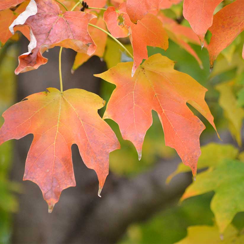 Sugar Maple Tree Seeds