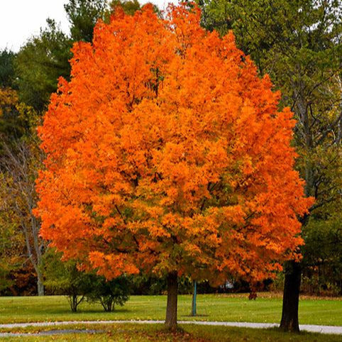 Sugar Maple Tree Seeds