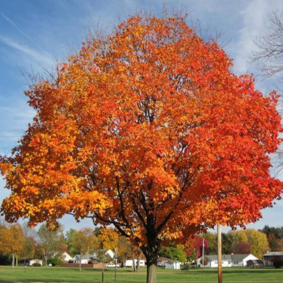 Sugar Maple Tree Seeds
