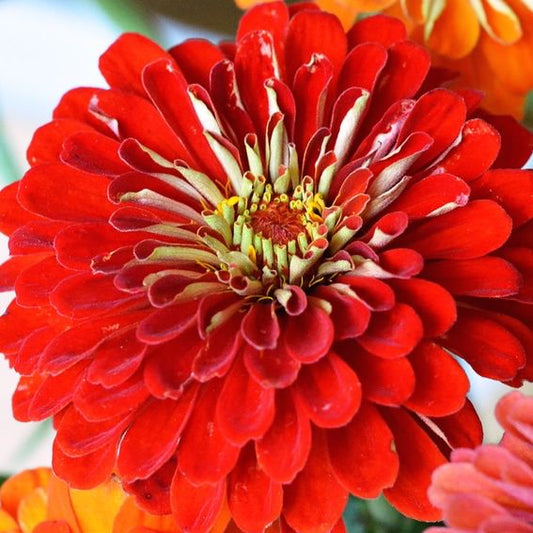 Scarlet Flame Zinnia Plant Seeds