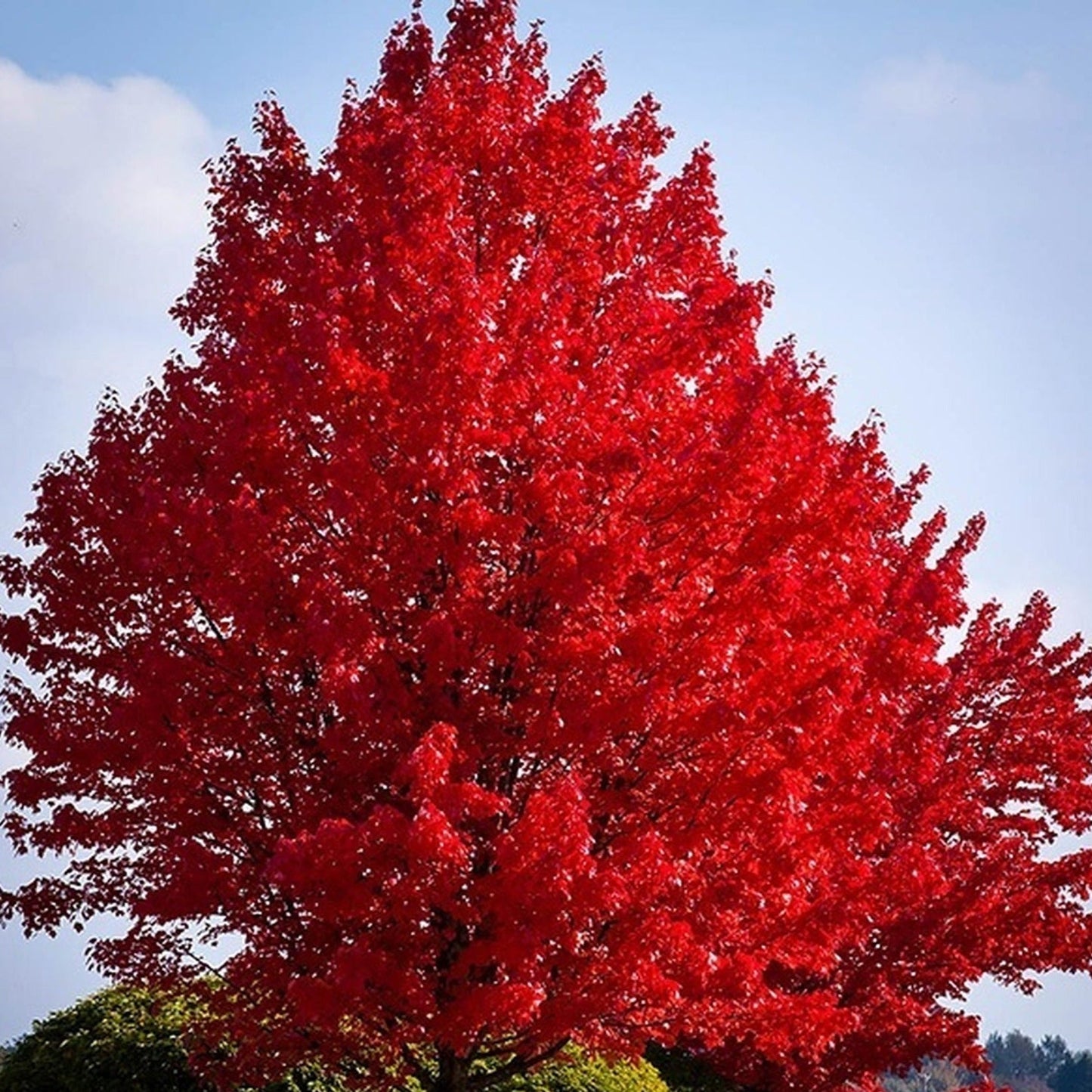 Red Maple Tree Seeds (Northern)
