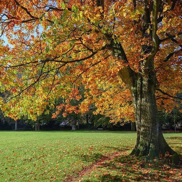 Scarlet Red Oak Tree Seeds