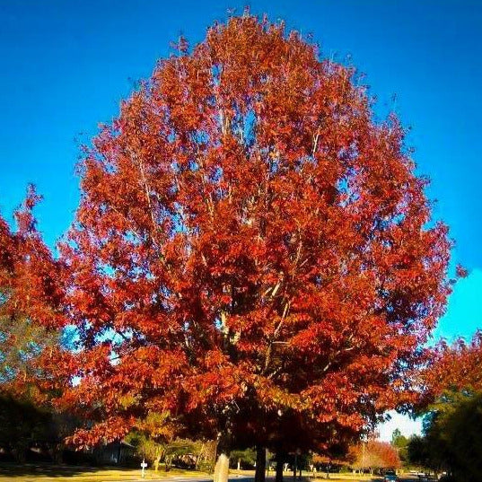 Scarlet Red Oak Tree Seeds