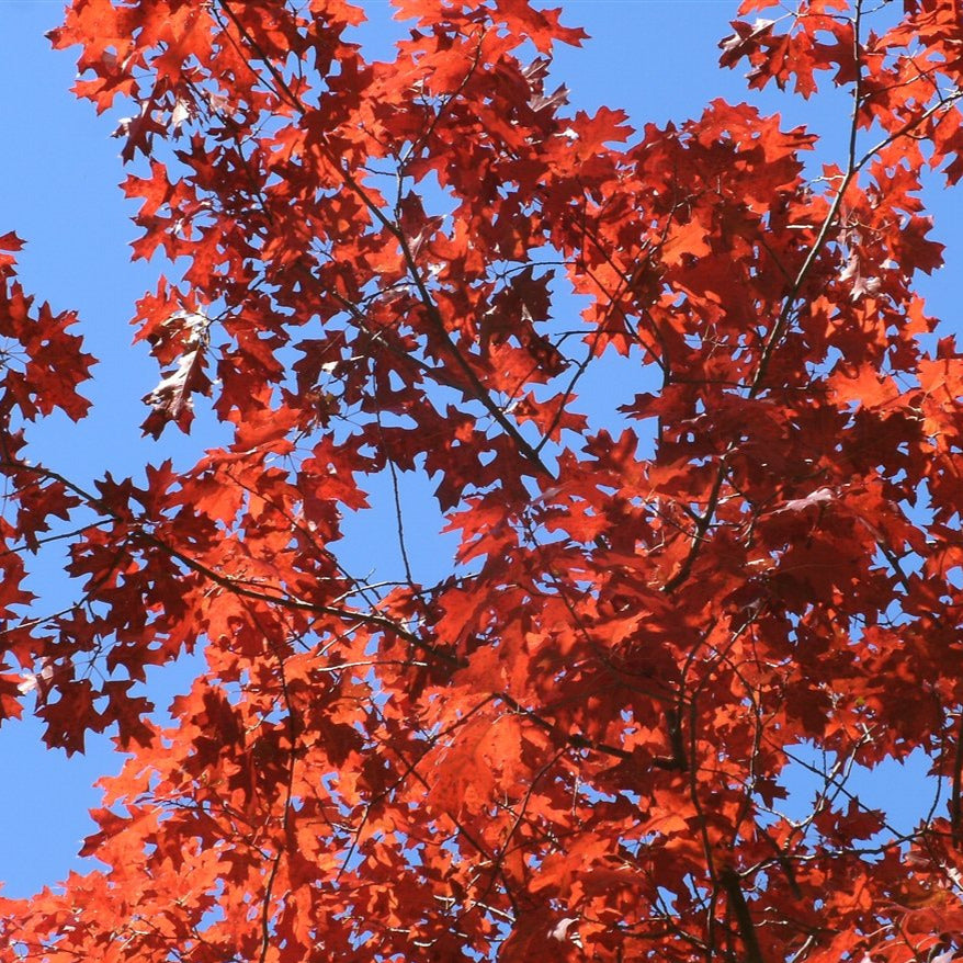 Scarlet Red Oak Tree Seeds