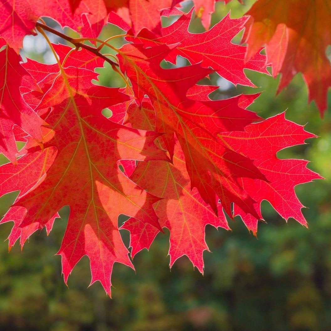 Scarlet Red Oak Tree Seeds