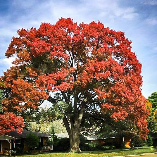 Scarlet Red Oak Tree Seeds