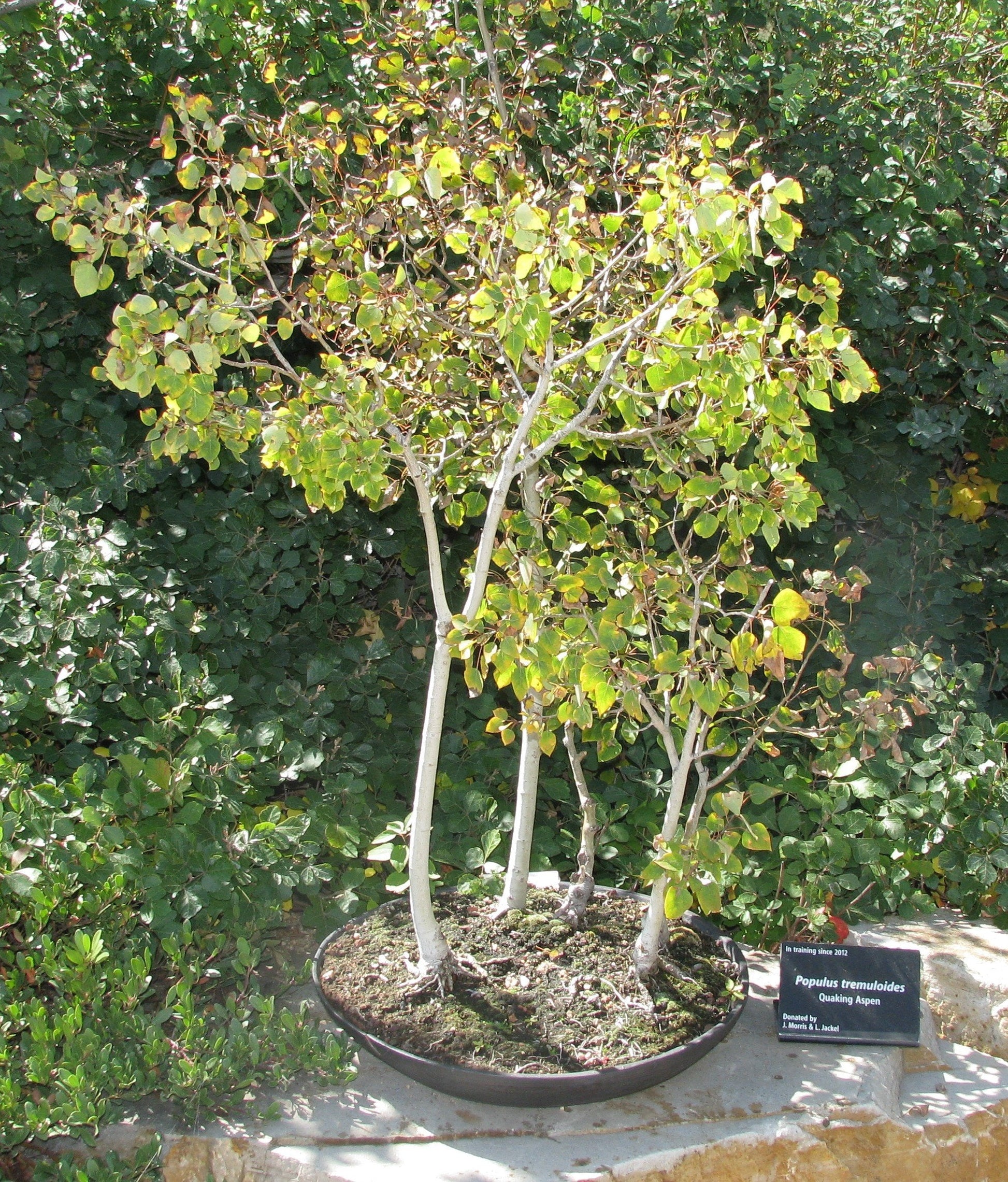 quaking aspen bonsai tree Golden Quaking Aspen Tree Seeds – Garden & Glimmer